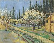 Vincent Van Gogh Orchard in Blossom,Bordered by Cypresses (nn04) Sweden oil painting reproduction